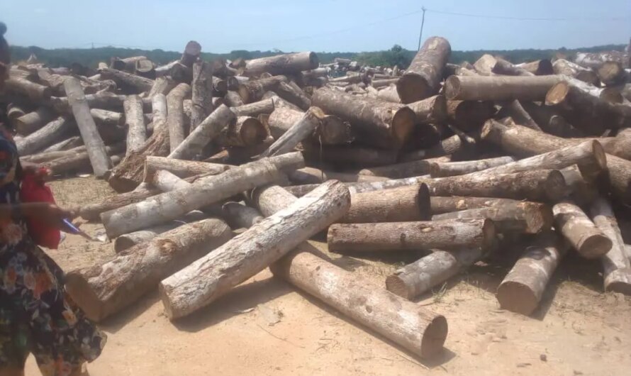 Conservationist begs Nigerian govt for intervention as Chinese, others plunder Calabar forests